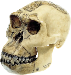 Homo Habilis schedel